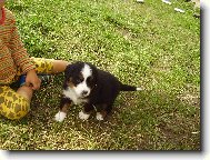 Bernese mountain dog \\\\\\\\\\\\\\\\\\\\\\\\\\\\\\\\\\\\\\\\\\\\\\\\\\\\\\\\\\\\\\\\\\\\\\\\\\\\\\\\\\\\\\\\\\\\\\\\\\\\\\\\\\\\\\\\\\\\\\\\\\\\\\\\\\\\\\\\\\\\\\\\\\\\\\\\\\\\\\\\\\\\\\\\\\\\\\\\\\\\\\\\\\\\\\\\\\\\\\\\\\\\\\\\\\\\\\\\\\\\\\\\\\\\\\\\\\\\\\\\\\\\\\\\\\\\\\\\\\\\\\\\\\\\\\\\\\\\\\\\\\\\\\\\\\\\\\\\\\\\\\\\\\\\\\\\\\\\\\\\\\\\\\\\\\\\\\\\\\\\\(Dog standard\\\\\\\\\\\\\\\\\\\\\\\\\\\\\\\\\\\\\\\\\\\\\\\\\\\\\\\\\\\\\\\\\\\\\\\\\\\\\\\\\\\\\\\\\\\\\\\\\\\\\\\\\\\\\\\\\\\\\\\\\\\\\\\\\\\\\\\\\\\\\\\\\\\\\\\\\\\\\\\\\\\\\\\\\\\\\\\\\\\\\\\\\\\\\\\\\\\\\\\\\\\\\\\\\\\\\\\\\\\\\\\\\\\\\\\\\\\\\\\\\\\\\\\\\\\\\\\\\\\\\\\\\\\\\\\\\\\\\\\\\\\\\\\\\\\\\\\\\\\\\\\\\\\\\\\\\\\\\\\\\\\\\\\\\\\\\\\\\\\\\)