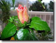 Hibiscus rosa-sinensis