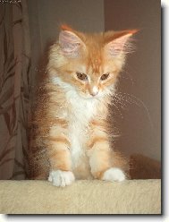 Maine Coon