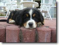 Bernese mountain dog \\\\\\\\\\\\\\\\\\\\\\\\\\\\\\\\\\\\\\\\\\\\\\\\\\\\\\\\\\\\\\\\\\\\\\\\\\\\\\\\\\\\\\\\\\\\\\\\\\\\\\\\\\\\\\\\\\\\\\\\\\\\\\\\\\\\\\\\\\\\\\\\\\\\\\\\\\\\\\\\\\\\\\\\\\\\\\\\\\\\\\\\\\\\\\\\\\\\\\\\\\\\\\\\\\\\\\\\\\\\\\\\\\\\\\\\\\\\\\\\\\\\\\\\\\\\\\\\\\\\\\\\\\\\\\\\\\\\\\\\\\\\\\\\\\\\\\\\\\\\\\\\\\\\\\\\\\\\\\\\\\\\\\\\\\\\\\\\\\\\\(Dog standard\\\\\\\\\\\\\\\\\\\\\\\\\\\\\\\\\\\\\\\\\\\\\\\\\\\\\\\\\\\\\\\\\\\\\\\\\\\\\\\\\\\\\\\\\\\\\\\\\\\\\\\\\\\\\\\\\\\\\\\\\\\\\\\\\\\\\\\\\\\\\\\\\\\\\\\\\\\\\\\\\\\\\\\\\\\\\\\\\\\\\\\\\\\\\\\\\\\\\\\\\\\\\\\\\\\\\\\\\\\\\\\\\\\\\\\\\\\\\\\\\\\\\\\\\\\\\\\\\\\\\\\\\\\\\\\\\\\\\\\\\\\\\\\\\\\\\\\\\\\\\\\\\\\\\\\\\\\\\\\\\\\\\\\\\\\\\\\\\\\\\)