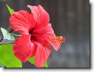 Hibiscus rosa-sinensis