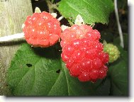 Rubus idaeus L\.