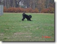 Black Russian Terrier \(Dog standard\)