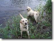 Labrador Retriever