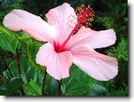 Hibiscus rosa-sinensis