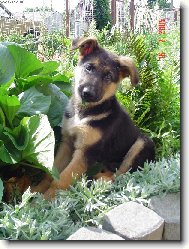 German Shepherd Dog