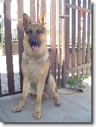 German Shepherd Dog