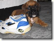 Deutscher boxer \\\\\(Dog standard\\\\\)