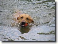 Labrador Retriever