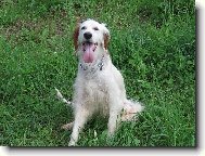 English setter