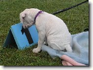 Dogo Argentino