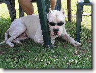 Dogo Argentino