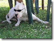 Dogo Argentino