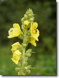 Фотография: Verbascum thapsiforme Schrad., Verbascum phlomoides L