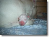 Dogo Argentino