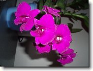 Moje orchidej