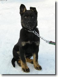 German Shepherd Dog