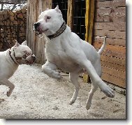 Dogo Argentino