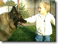 German Shepherd Dog