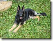 German Shepherd Dog