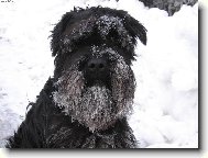 Schnauzer