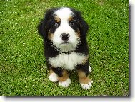 Bernese mountain dog \\\\\(Dog standard\\\\\)