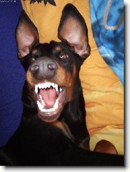 Dobermann \\\\\(Dog standard\\\\\)