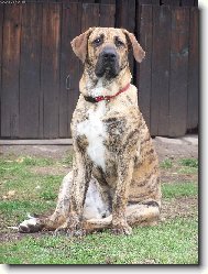 Fila Brasileiro