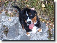 Bernese mountain dog \\\\\\\\\\\\\\\\\\\\\(Dog standard\\\\\\\\\\\\\\\\\\\\\)