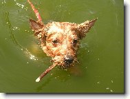 Jorkrsk terier, Yorkshire Terrier,
