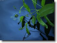 neznm rostlina rozkon rostouc do azurov modr vody