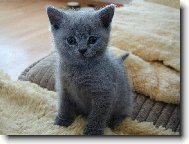 Blue-point cat