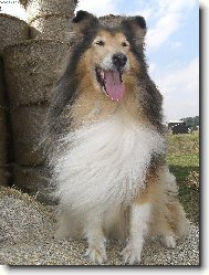 Collie Rough