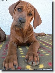 Tosa Inu, Japanese Fighting Dog