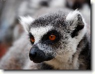 Lemur katta a zoubek vynvajc z tlamy...