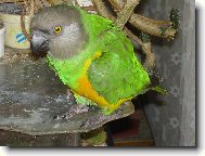 Papouek Senegalsk