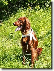 Irish Red Setter