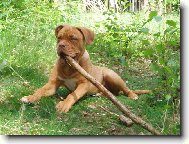 Dogue de Bordeaux \\\\\\\\\\\\\\\\\\\\\\\\\\\\\\\\\\\\\\\\\\\\\\\\\\\\\\\\\\\\\\\\\\\\\\\\\\\\\\\\\\\\\(Dog standard\\\\\\\\\\\\\\\\\\\\\\\\\\\\\\\\\\\\\\\\\\\\\\\\\\\\\\\\\\\\\\\\\\\\\\\\\\\\\\\\\\\\\)