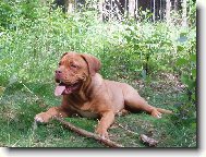 Dogue de Bordeaux \\\\\\\\\\\\\\\\\\\\\\\\\\\\\\\\\\\\\\\\\\\\\\\\\\\\\\\\\\\\\\\\\\\\\\\\\\\\\\\\\\\\\(Dog standard\\\\\\\\\\\\\\\\\\\\\\\\\\\\\\\\\\\\\\\\\\\\\\\\\\\\\\\\\\\\\\\\\\\\\\\\\\\\\\\\\\\\\)