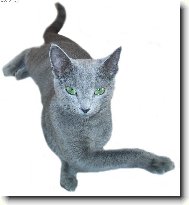 Russian Blue