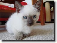 Siamese cat