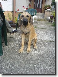 Fila Brasileiro