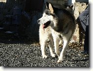 Siberian husky \\\\\(Dog standard\\\\\)