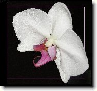 Orchidej zblzka