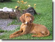 Hungarian Vizsla, Hungarian Pointer