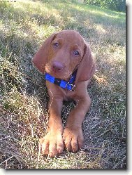 Hungarian Vizsla, Hungarian Pointer