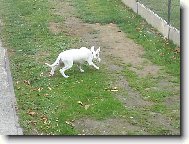 Bull Terrier