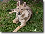 Chechoslovakian wolfdog \\\\\(Dog standard\\\\\)