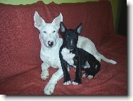 Bull Terrier