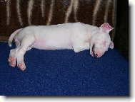 Bull Terrier